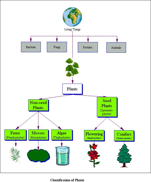 Classifying Plants